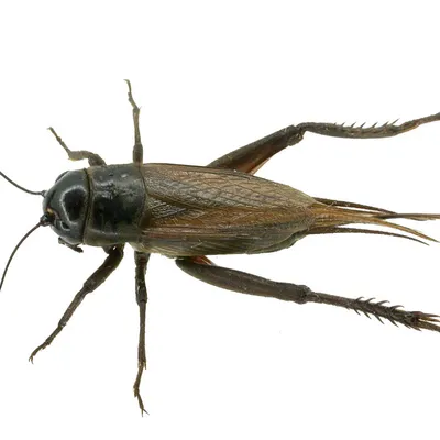Live Crickets