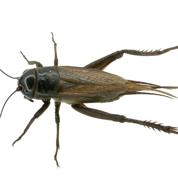 Live Crickets