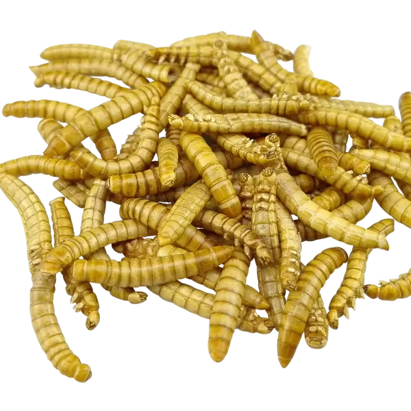 Live Mealworms