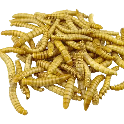 Live Mealworms