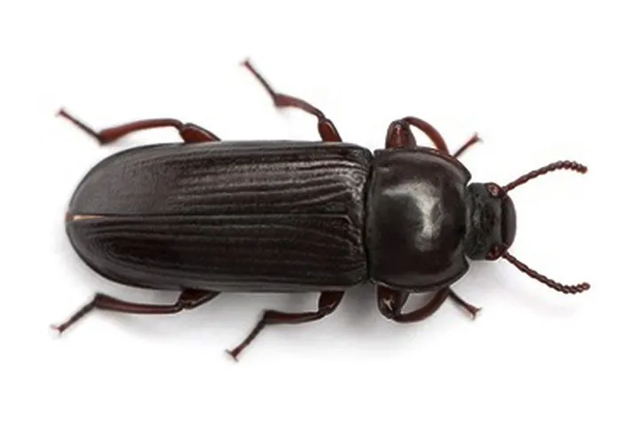 Life Cycle of a Darkling Beetle (Mealworm)
