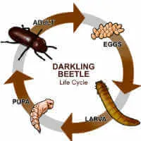 Mealworm life cycle diagram