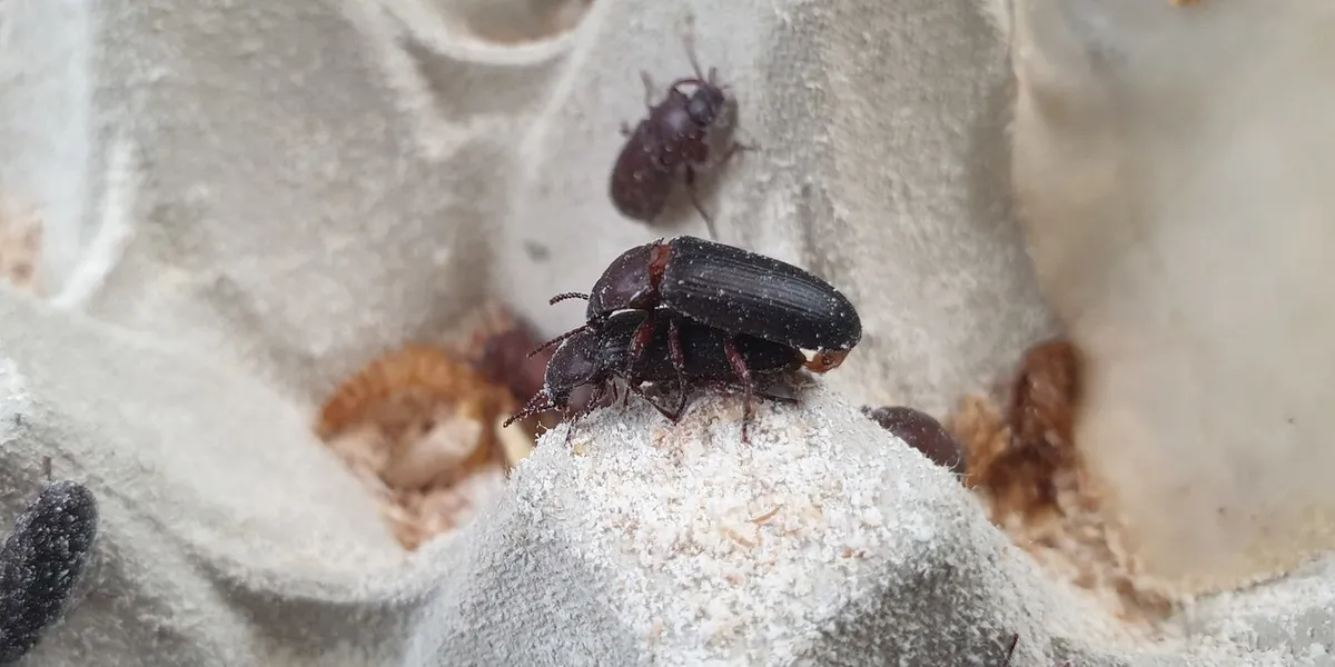 Mealworms