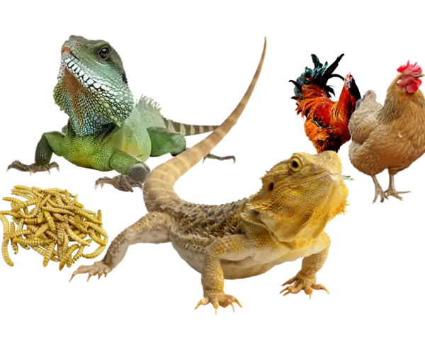 Reptiles