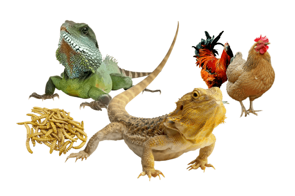 Reptiles